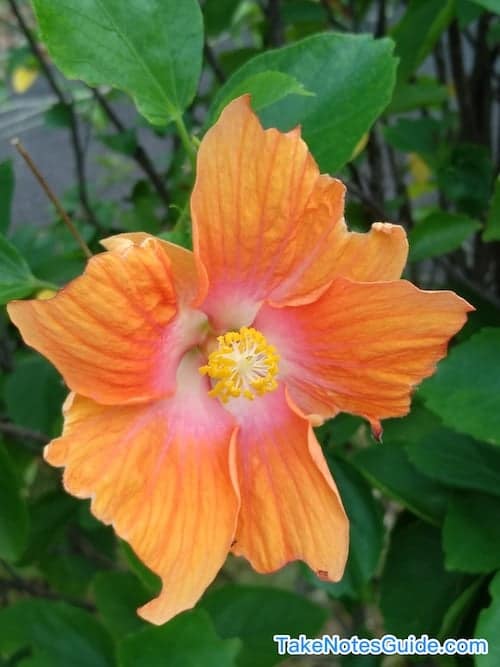 Orange-Flower